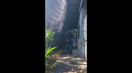 Reptile handlers snare massive monitor lizard climbing gate