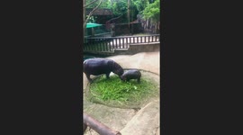 Hungry Moo Deng tucks into pile of grass with her mum