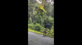 Scary moment driver encounters dozens of monkeys blocking road