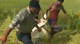 Farmers drag huge python out of paddy field