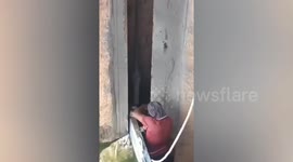 Python stuck in reservoir sluice rescued in India