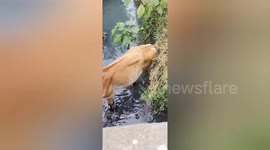 Stranded calf helped out of stream by kind villagers