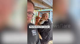 Man builds special bond with a fox he rescued - now the pair hug every day