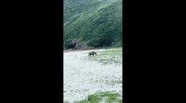 Wild boar raids family picnic to steals tourist’s rucksack