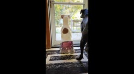 Boxer Wiggles In Belly Dancing Skirt