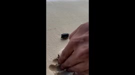 Baby Puffer Fish Rescued