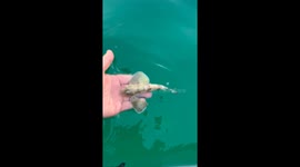 Weird Fish With Wings