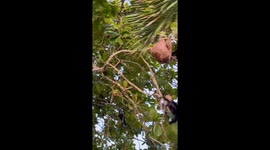Sloth Holds on Tight to Tree Branch
