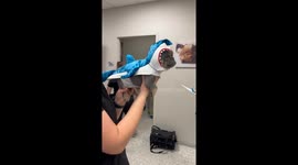 Frenchie Puppy Is the Cutest Baby Shark