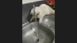 Pet cat plays in the sink