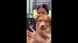 Hapless pet dog growls at himself in mirror