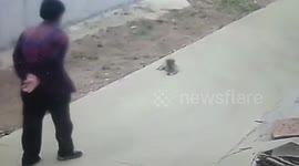 Instant karma! Pensioner falls over when she tries to kick puppy