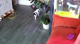 Clever cat alerts owner to water leak from fish tank