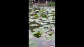 Duckling runs away food across lotus leaves in pond