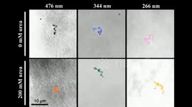 Micro-nano robots applied in biomedical field have bright future: Chinese scientist