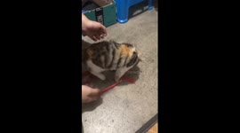 Chinese cat plays dead