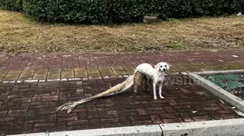 Dog escapes pet salon mid-haircut and roams street looking like runaway princess in wedding dress
