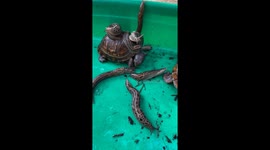 Turtle eats snail amidst surrounding snails in Burke, Virginia