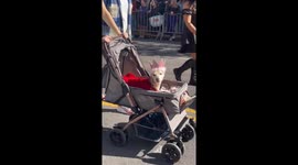 34th annual Tompkins Square Park Halloween dog Parade Held in New York City