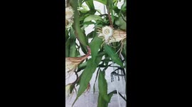 Ephemeral beauty: bloom of epiphyllum