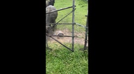 Dog faces off with water buffalo in Bangkok garden