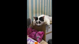 Unique-looking cat spotted relaxing in Jakarta