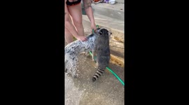 Raccoon helps wash dog in California