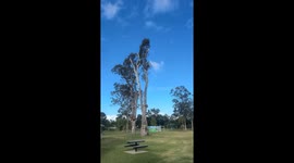 Cockatoo plays upside down in Queensland