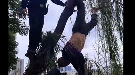 Tree trimming disaster as man left hanging upside down after slipping