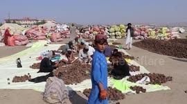 Afghan businessman eyes more pine nut export to China