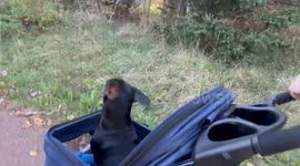 Dachshund Bounces Happily in His Stroller