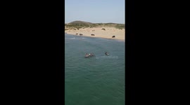 Horses swim on the beach at sunset in Tunisia