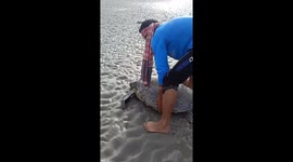 Injured turtle found on beach rescued by locals