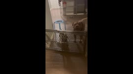 Big Dog Wants To Sing Lead Roo