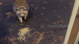 Grandma raccoon enjoying National Pasta Day in Glen Cove, New York