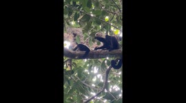 Snake strikes at curious monkey in Cahuita National Park, Costa Rica