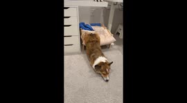 Corgi Lounges Half in Bed