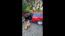 Dog Presses Car's Accelerator