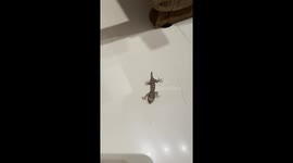 Brave Little Gecko Opens Mouth