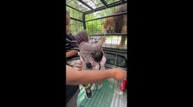Lion scuffle over food startles visitors at Taman Safari Indonesia