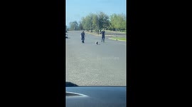 Paramedics Help Koala Cross Road
