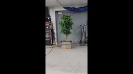 Freaky Ficus Halloween Animatronic