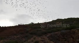 US: Stunning Bat Fly-Out Caught on Camera, Colorado Parks and Wildlife Shares Rare Footage from Orient Mine
