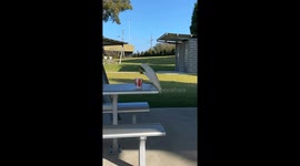 Cockatoo Eats Kentucky Fried Chicken