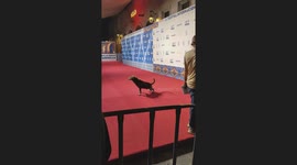 Dog Pees on the Red Carpet at Film Festival