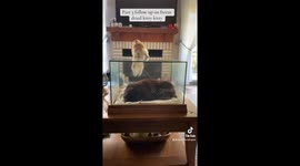 This is a little background on my free cat video kitty kitty