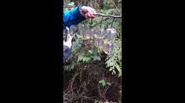 Amphibian Eggs Found on a Tree Branch