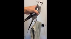 Exclusive: Pebble the parrot's hypnotic serenade leads to cage time without a hitch