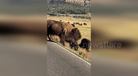 Hungry bison struggles to swallow chunk of foliage