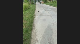 Passerby saves stray kitten with food packet stuck on head